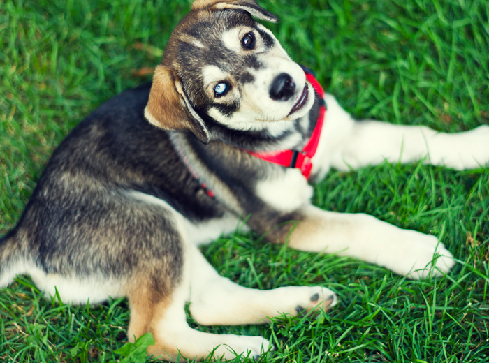 网页DDOS攻击平台