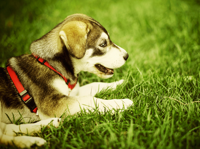 Web漏洞扫描工具