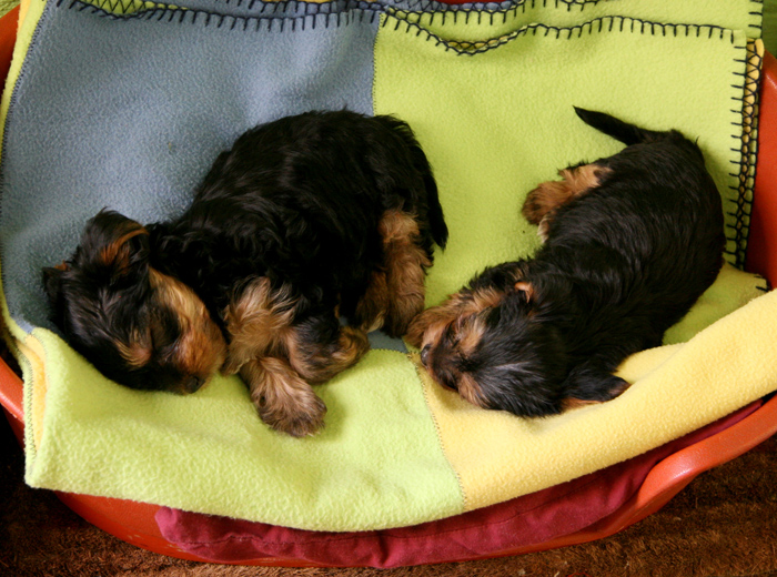 ddos攻击在哪能买到