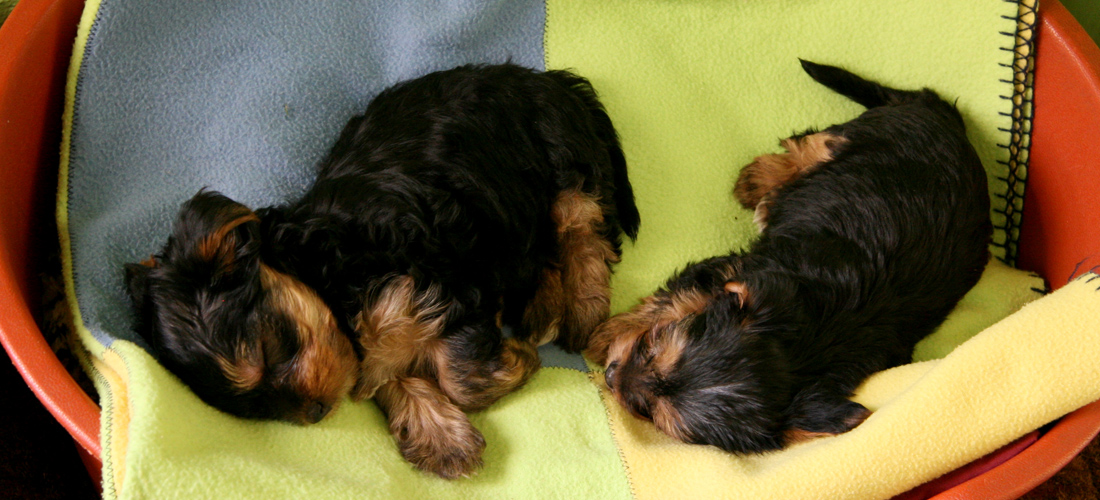 在线DDOS攻击平台